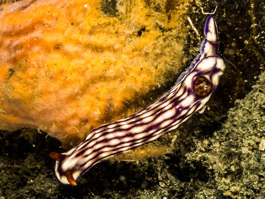 Hypselodoris whitei